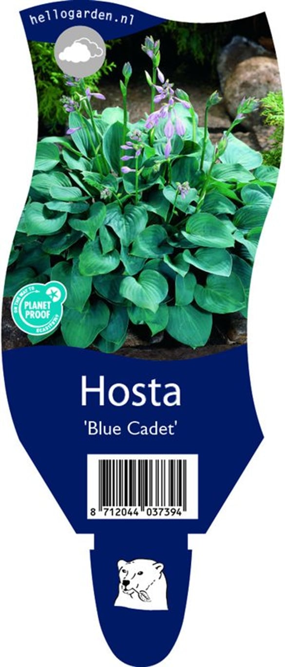 Hosta 'Blue Cadet' - P11